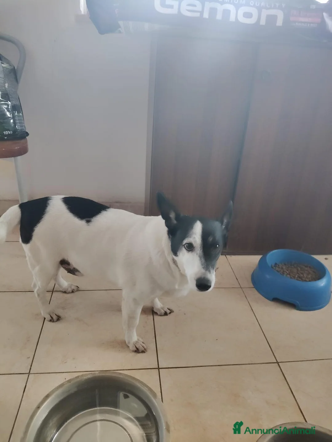 Meticcio cani in regalo: Chicco: 10 anni, dolcissimo e socievole. - Annuncio 1