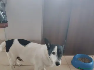 Meticcio cani Chicco: 10 anni, dolcissimo e socievole. - Annuncio 41