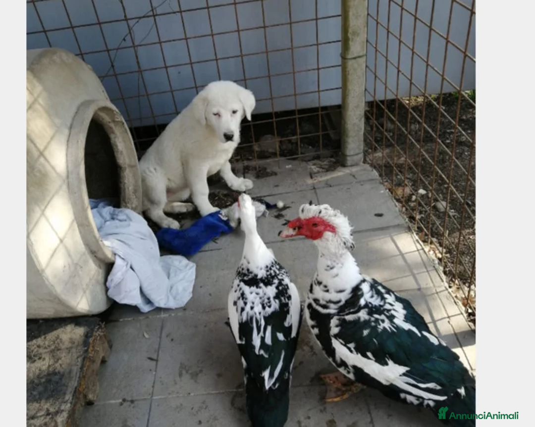 Pastore Asia Centrale cani in vendita: PASTORI ASIA CENTRALE - Annuncio 3