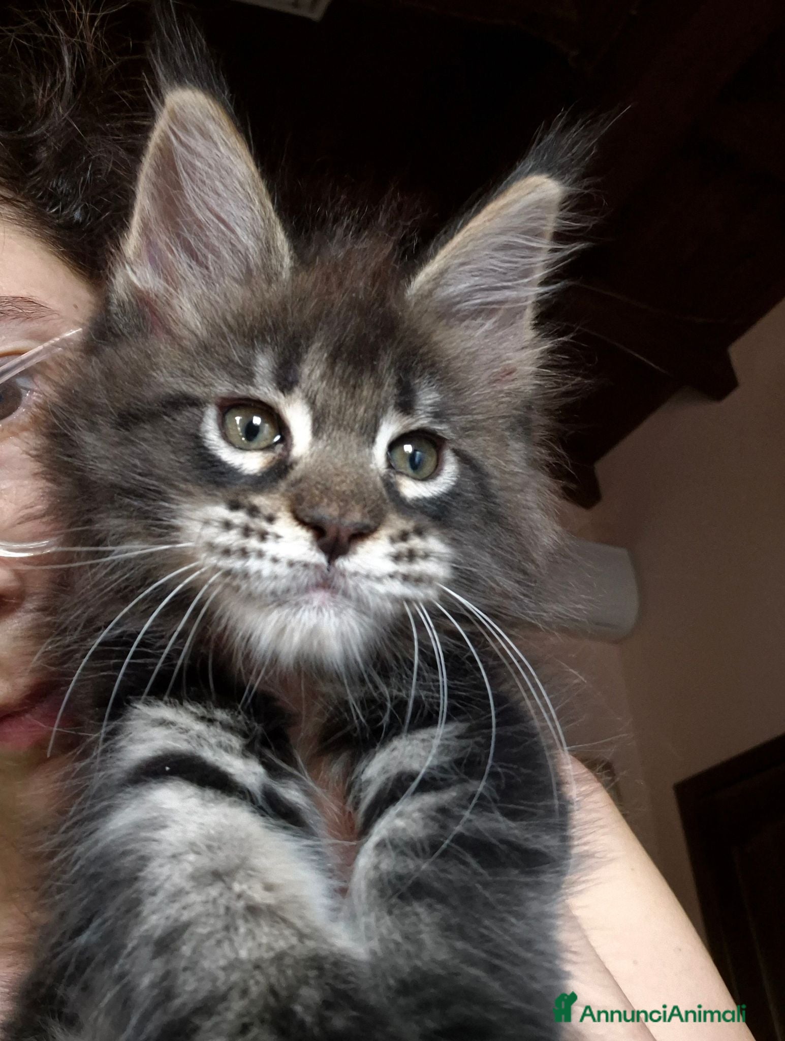 Maine Coon gatti Maine Coon Cucciola con Pedigree - Annuncio 6