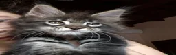 Maine Coon gatti in vendita: Maine Coon Cucciola con Pedigree - Annuncio 1