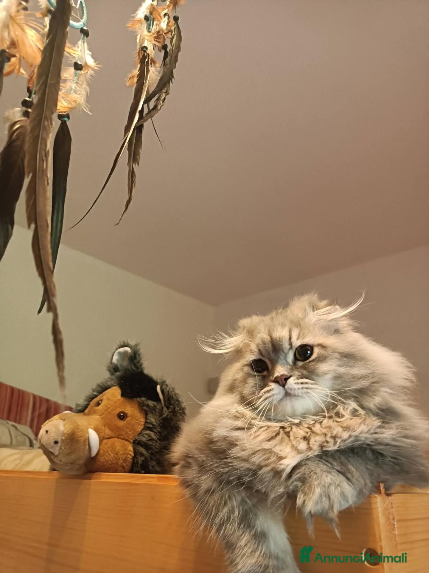 British gatti British longhair- Highland straight + kit regalo! - Annuncio 1