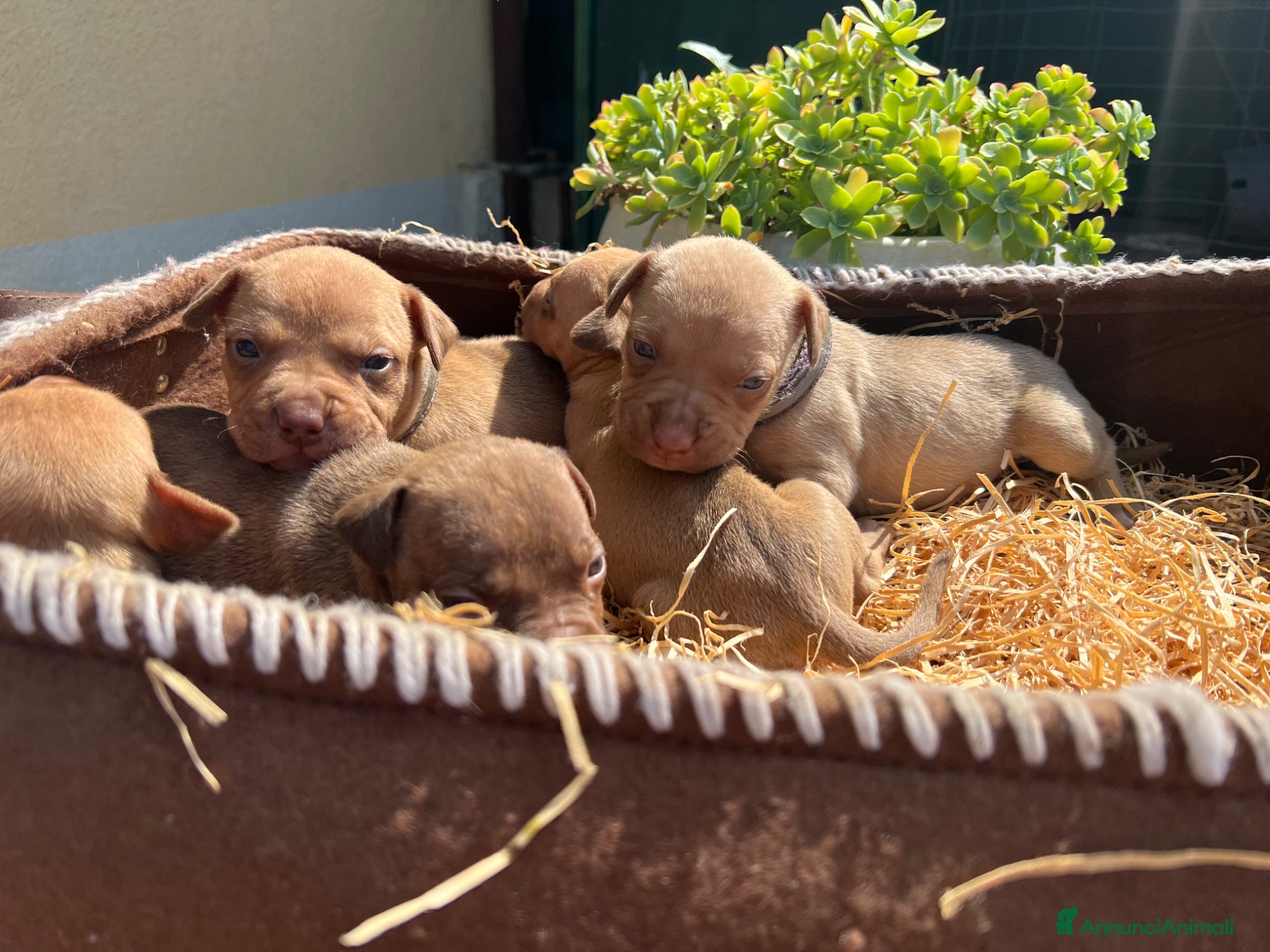 Pitbull cani in vendita: Ultime femmine Pitbull ukc  - Annuncio 12