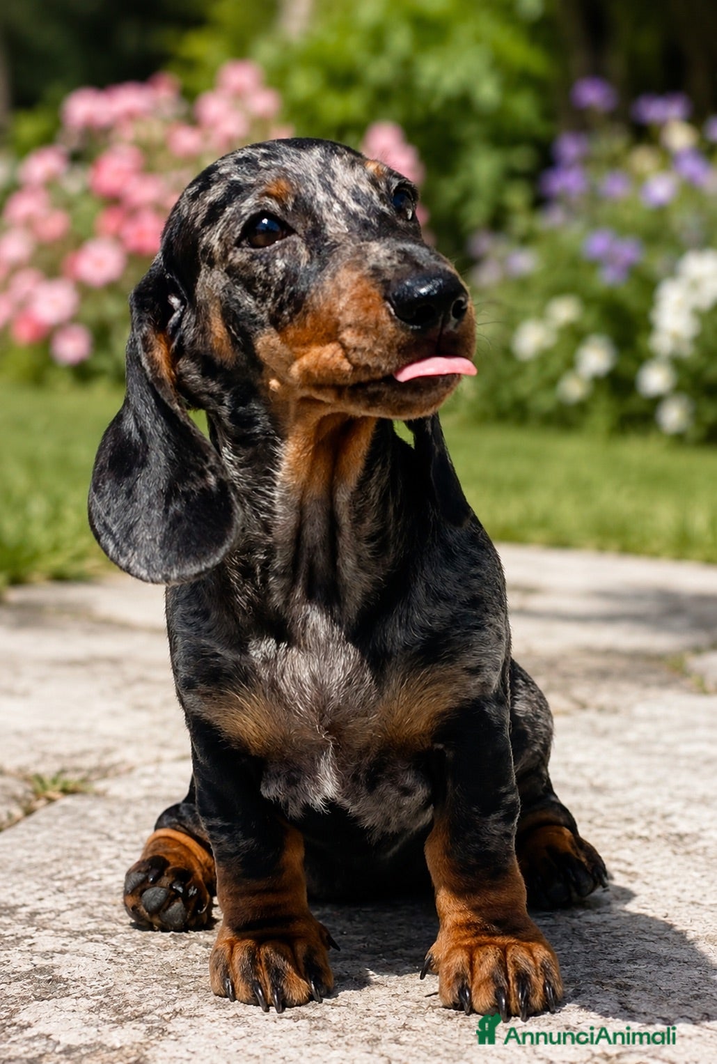 Bassotto cani Cucciola bassotto Arlecchino nano  - Annuncio 5