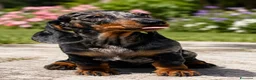 Bassotto cani in vendita: Cucciola bassotto Arlecchino nano  - Annuncio 1