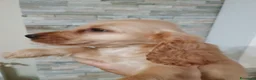 Cocker cani in vendita: Cocker spa iel - Annuncio 5