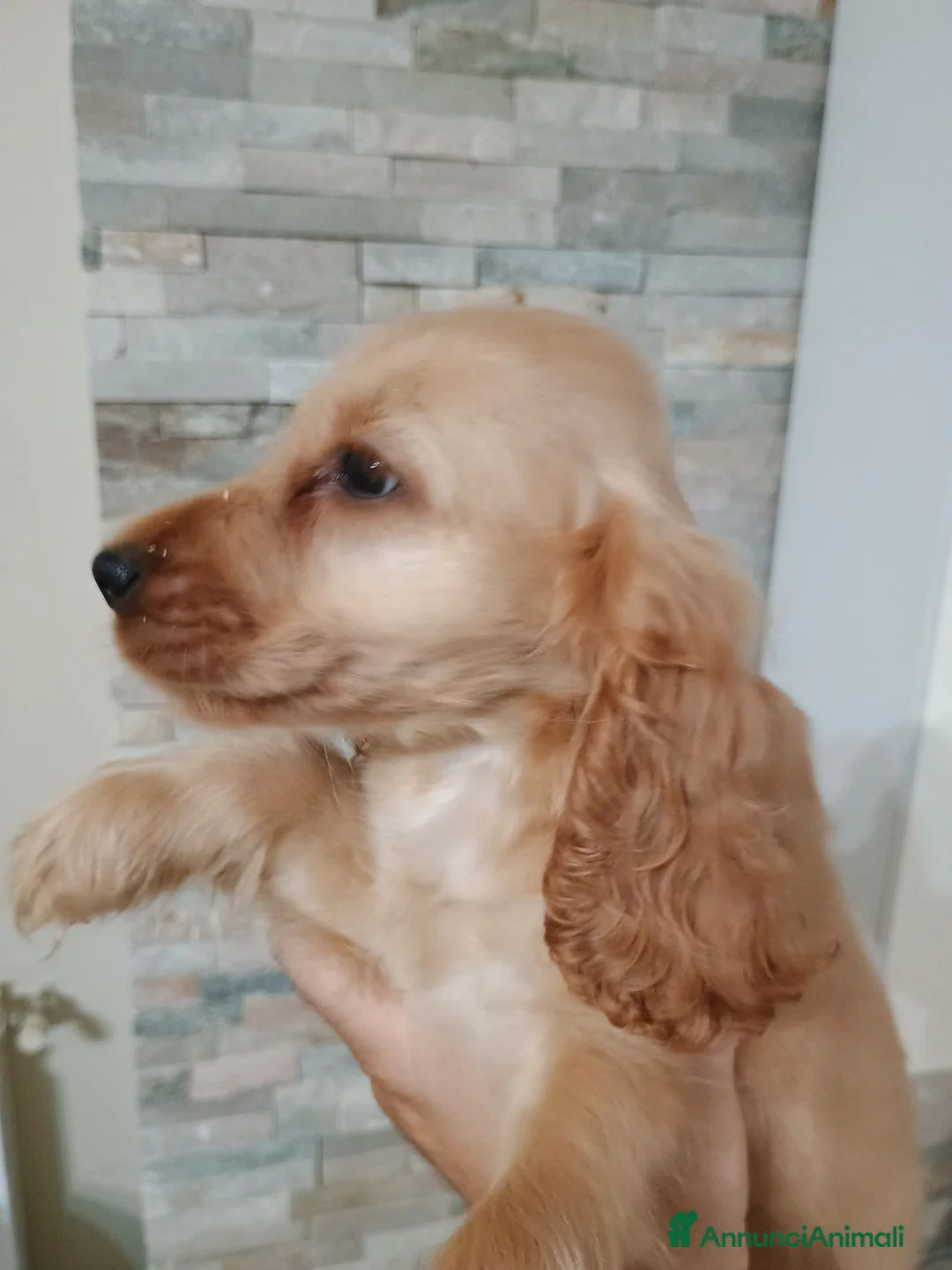 Cocker cani in vendita: Cocker spa iel - Annuncio 5