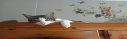 Europeo gatti in regalo: Affettuoso gattino da adottare, MICKY ! - Annuncio 2