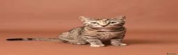 Europeo gatti in regalo: Gattini in adozione  a Provincia di Padova - Annuncio 9