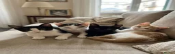 Europeo gatti in regalo:  ​🐾 QUATTRO MERAVIGLIOSI GATTINI CERCANO CASA! 🏡 - Annuncio 7