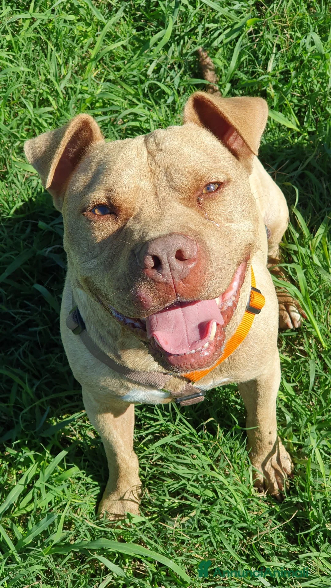 Pitbull cani in regalo: Omar, abbandonato in un box - Annuncio 1