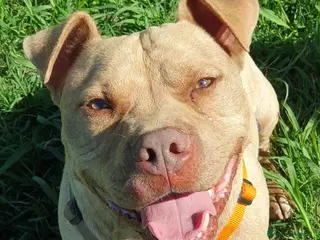 Pitbull cani Omar, abbandonato in un box - Annuncio 1