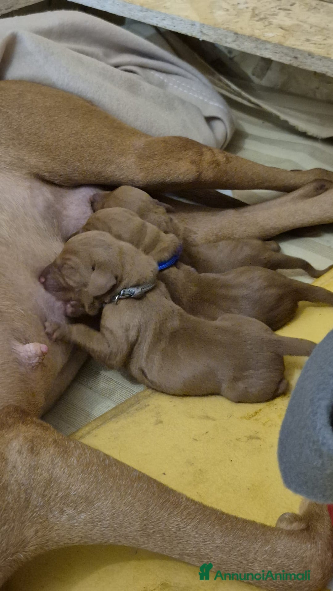 Vizsla cani in vendita: Disponibili ultimi maschietti Vizsla stupendi - Annuncio 2