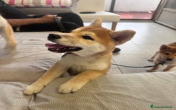 Shiba Inu cani in vendita: Cuccioli Sbiba Inu  - Immagine 4