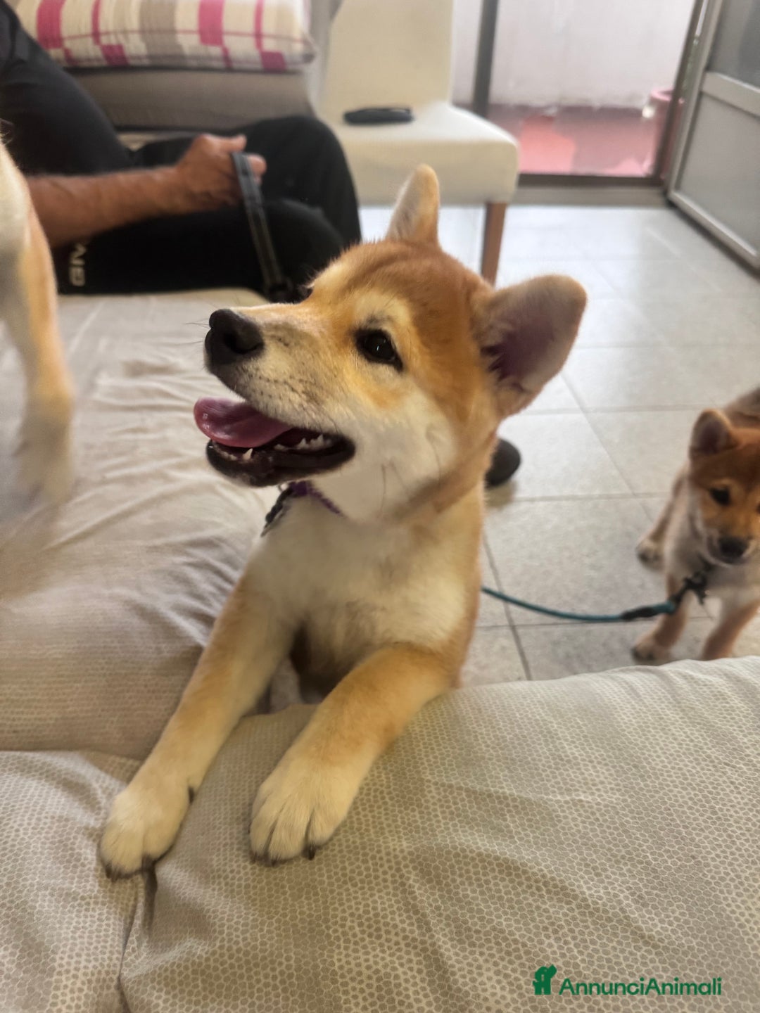 Shiba Inu cani in vendita: Cuccioli Sbiba Inu  - Immagine 4