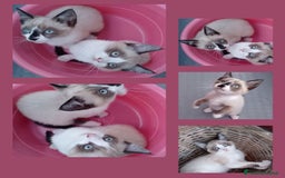 Siamese gatti in vendita: Splendidi gattini cuccioli di siamese e snowshoe  a Città Metropolitana di Torino - Immagine 2