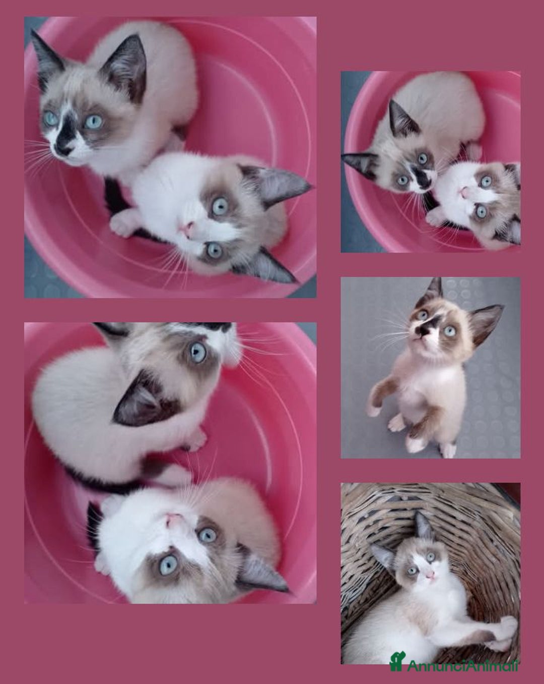 Siamese gatti in vendita: Splendidi gattini cuccioli di siamese e snowshoe  a Città Metropolitana di Torino - Immagine 2