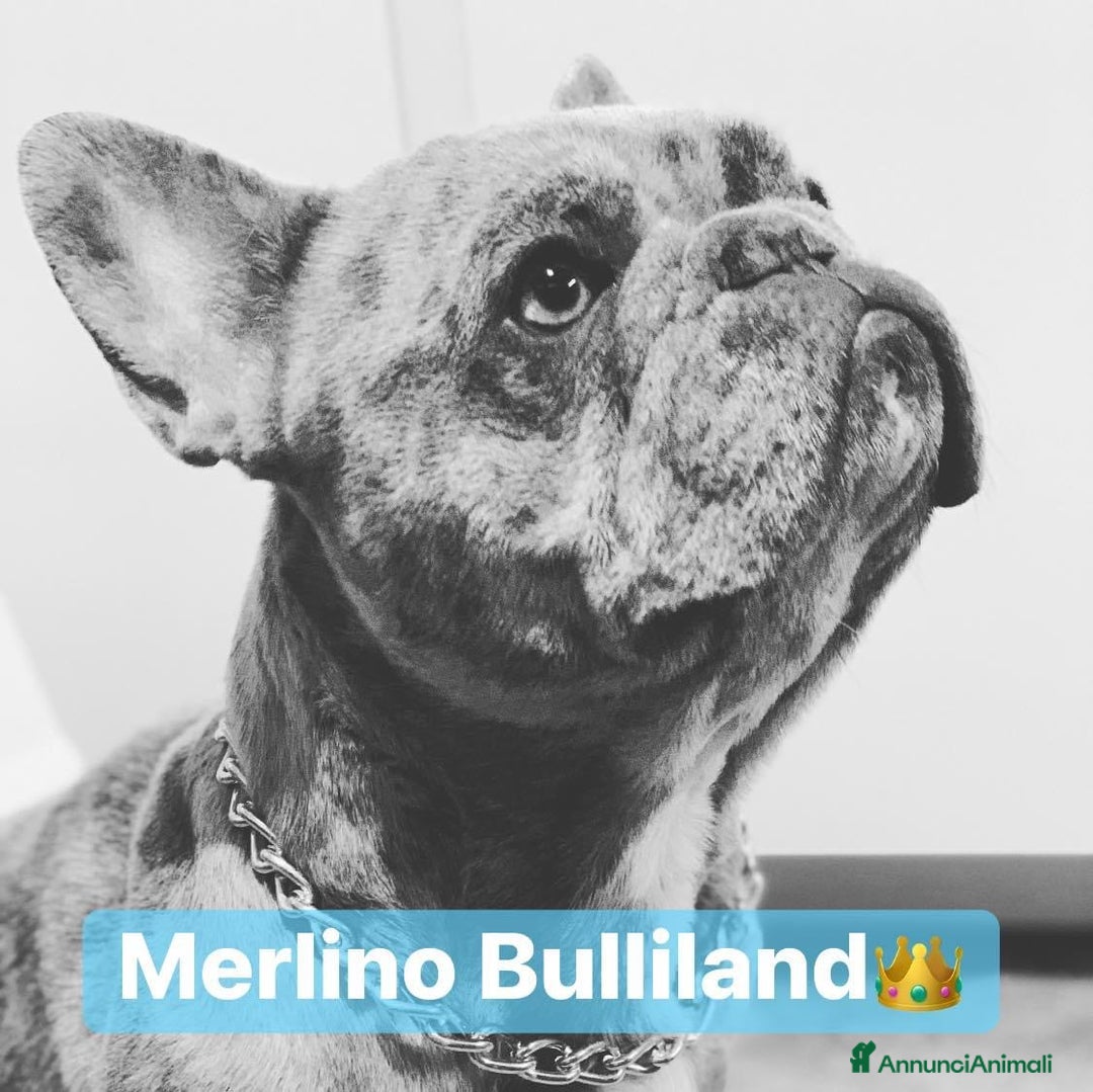 Immagine della galleria {{count}}