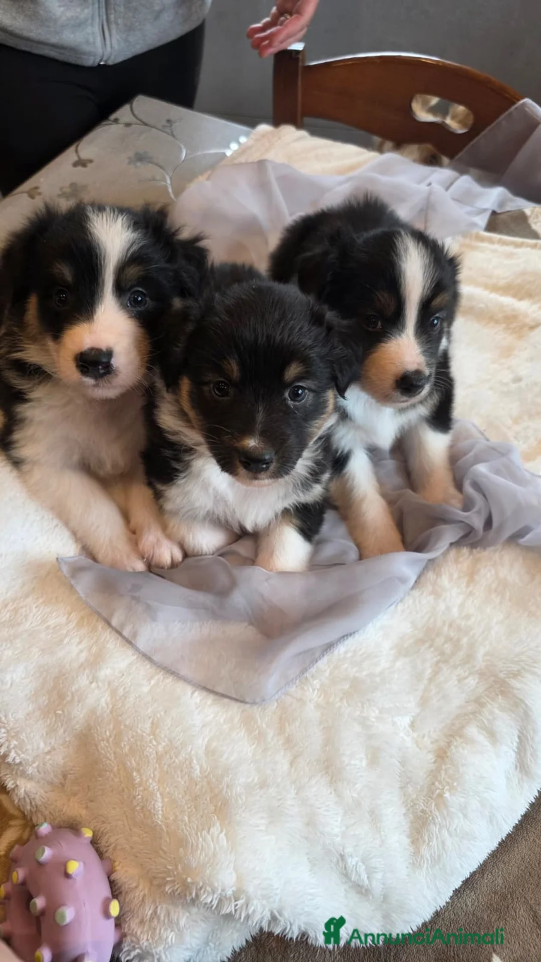 Australian Shepherd cani in vendita: Cuccioli Australian Shepherd - Annuncio 8