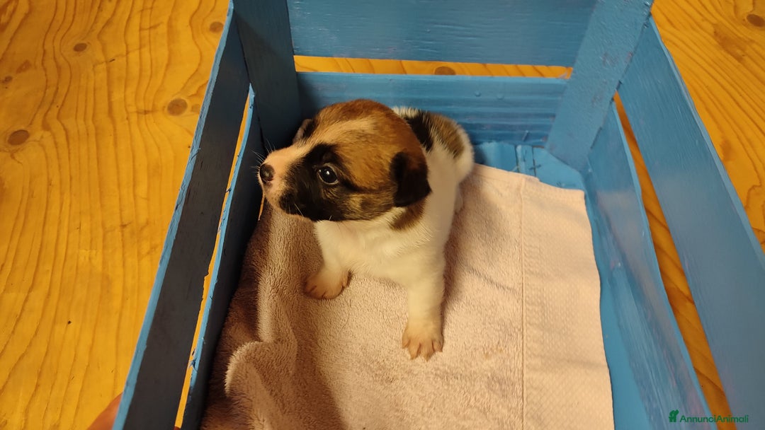 Jack Russell cani in vendita: Cuccioli di jack Russell a Province of Treviso - Immagine 3