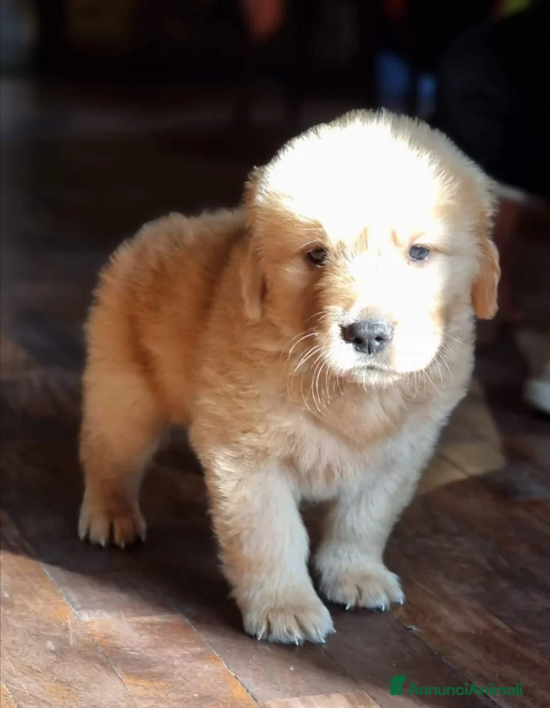 Golden Retriever cani in vendita: Cuccioli di Golden Retriever con Pedegree ENCI  - Annuncio 6