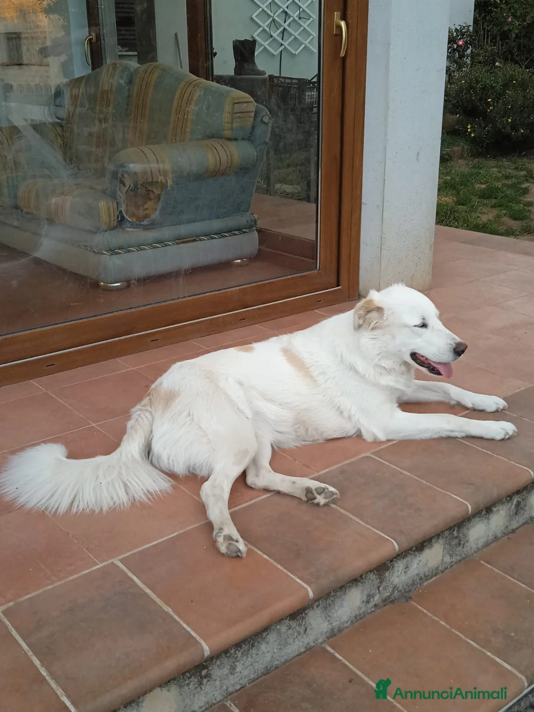 Pastore Maremmano cani in regalo: Meravigliosa Marlene  a Provincia di Viterbo - Annuncio 6