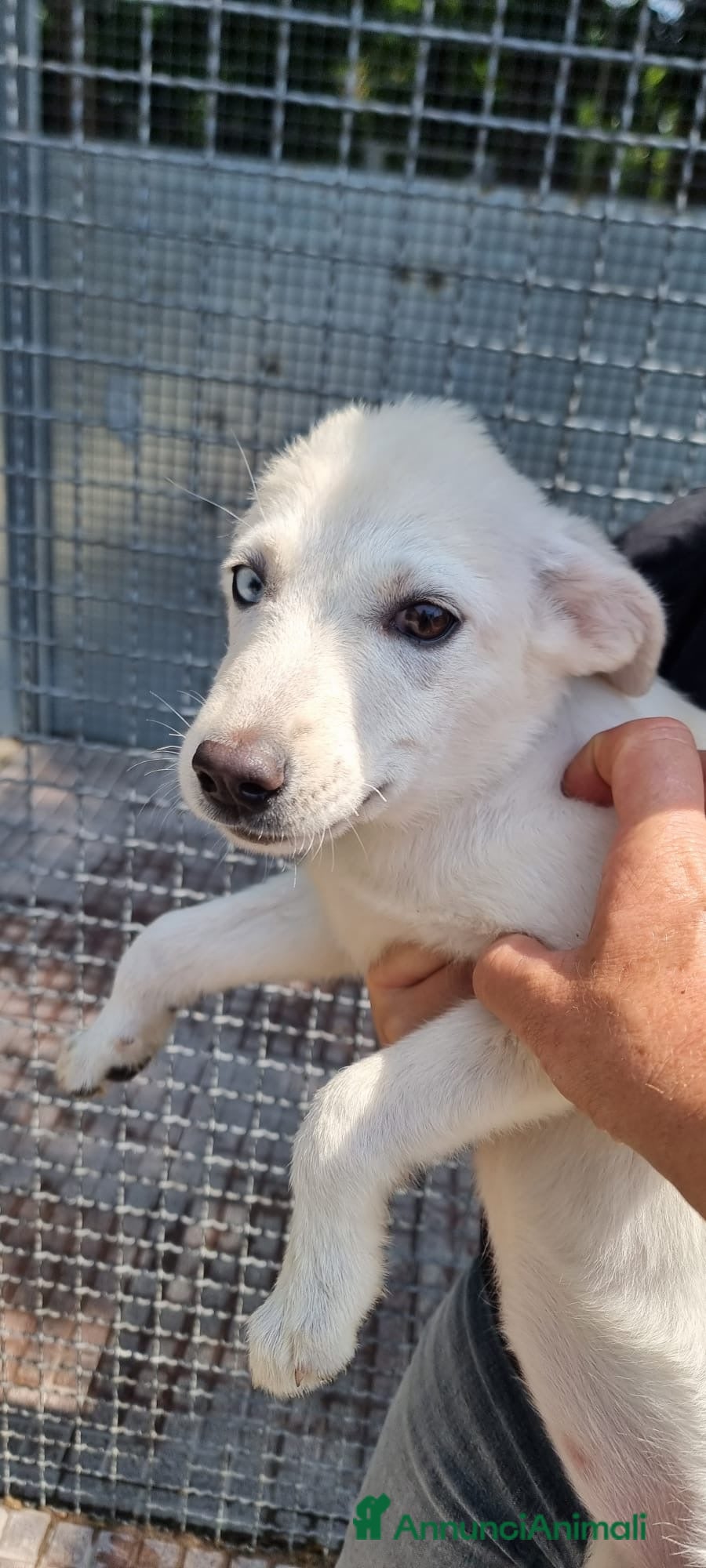 Meticcio cani in regalo: GARDENIA E ORTENSIA 🩷-due sorelline, mix Labrador a Provincia di Pavia - Annuncio 4