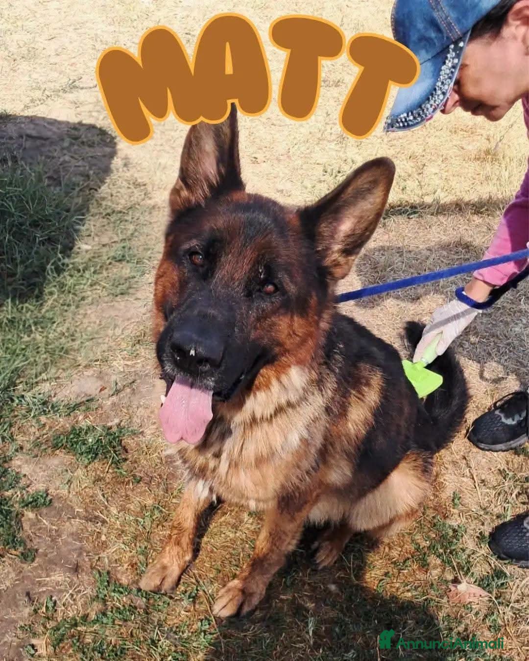 Pastore Tedesco cani in regalo: Matt, spettacolare pastore tedesco - Annuncio 1