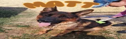 Pastore Tedesco cani in regalo: Matt, spettacolare pastore tedesco - Annuncio 1
