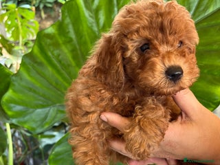 Barboncino cani Barboncini fulvi toy e nani con Pedigree - Annuncio 1