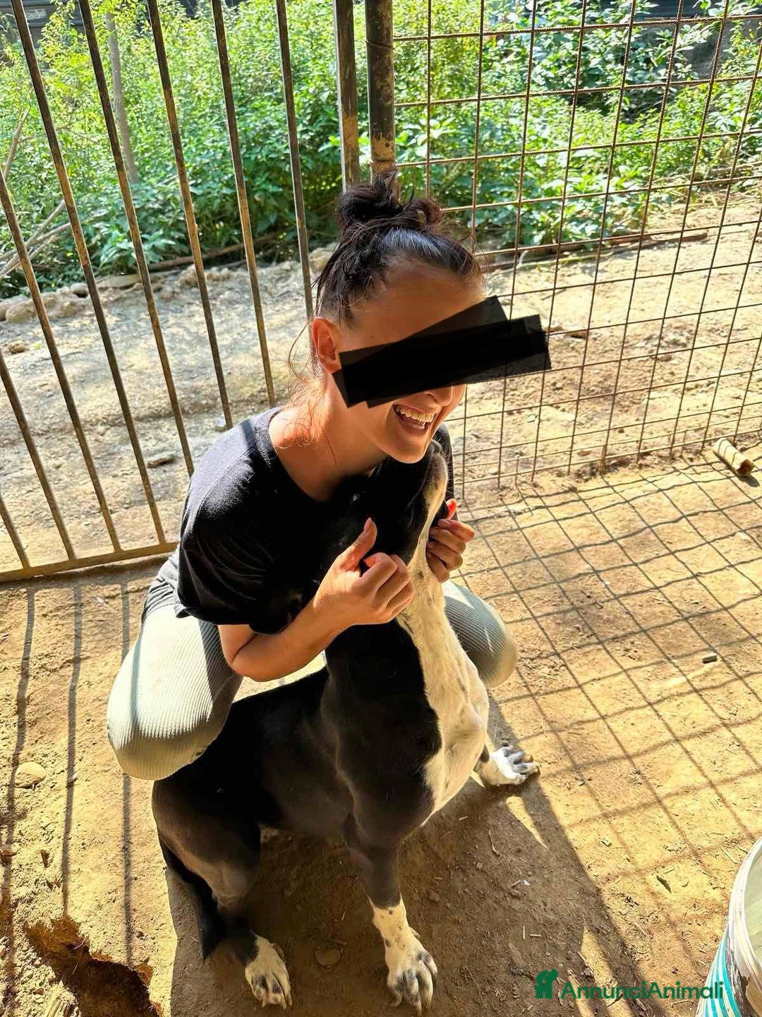 Staffordshire cani in regalo: ROSA, mix STAFFY incredibilmente coccolona! - Annuncio 10