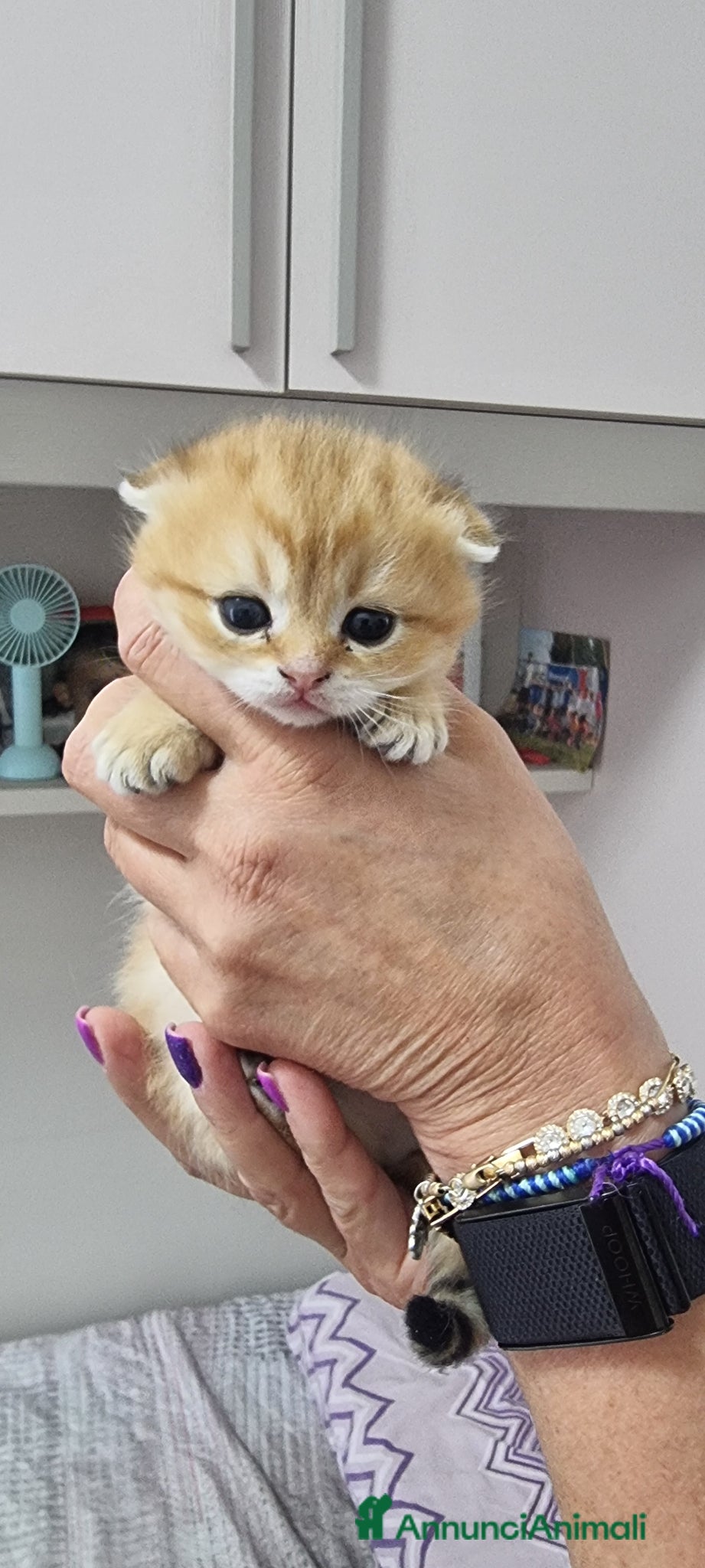 Scottish gatti in vendita: Cuccioli razza scottish a Città Metropolitana di Bologna - Annuncio 3