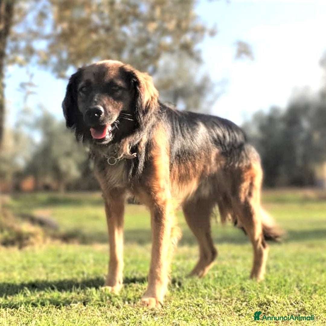 Meticcio cani in regalo: CESARE un futuro da riscrivere con il cuore a Pomezia - Annuncio 2