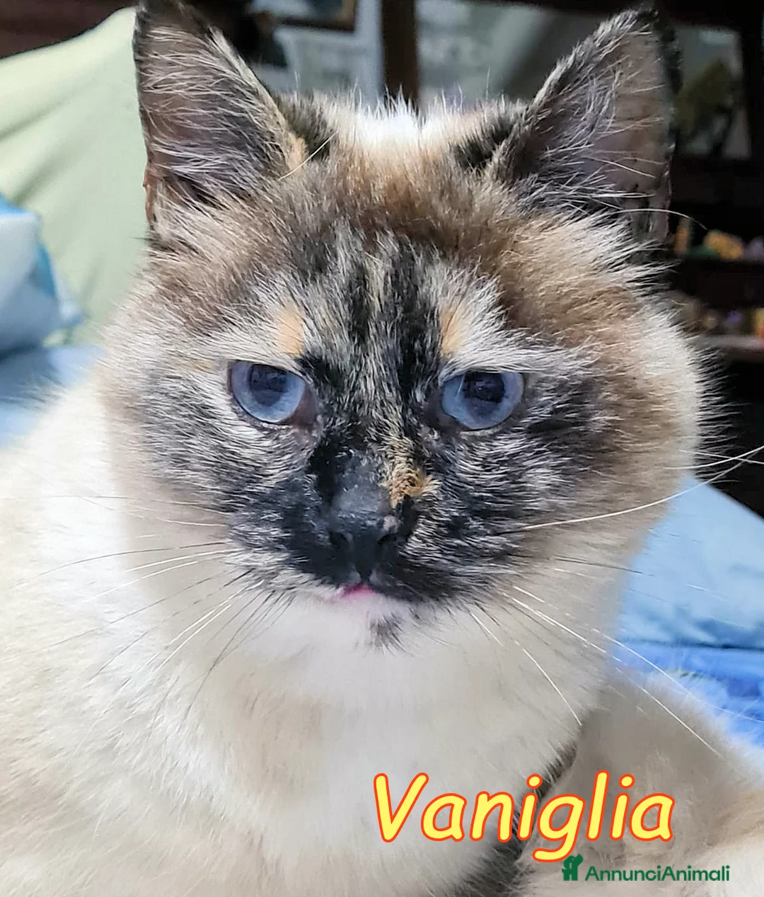 Europeo gatti in regalo: VANIGLIA DOLCISSIMA GATTINA SIMILSIAMESE - Annuncio 2