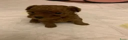 Barboncino cani in regalo: Cuccioli Di Barboncino  a Provincia di Prato - Annuncio 4