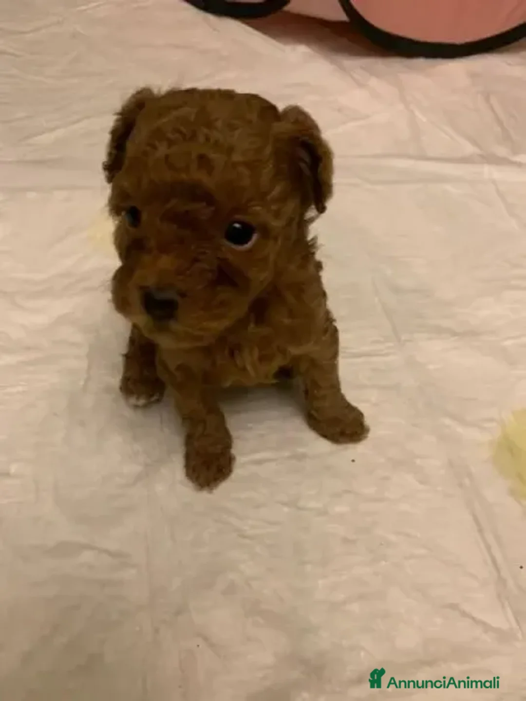 Barboncino cani in regalo: Cuccioli Di Barboncino  a Provincia di Prato - Annuncio 4
