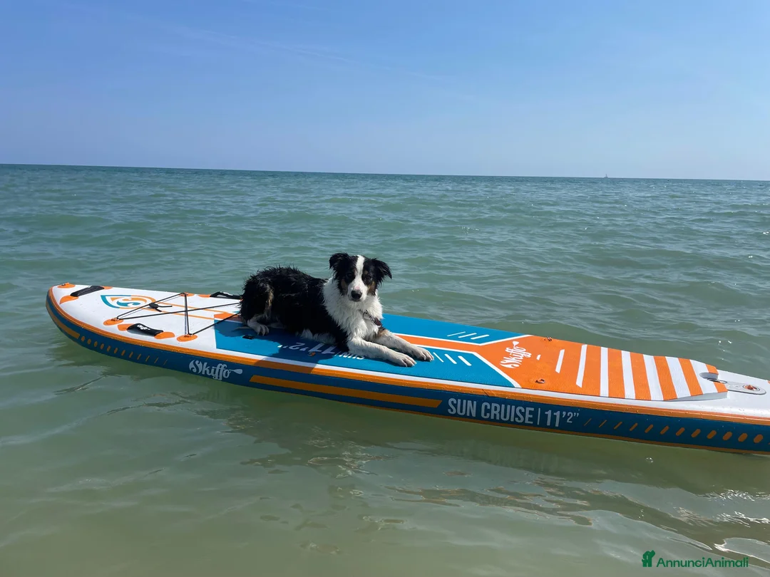 Border Collie cani in vendita: Border collie cuccioli disponibili  - Annuncio 11