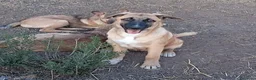 Meticcio cani in regalo: PUCCI, cucciolona tg medio-grande da adottare a Provincia di Padova - Annuncio 2