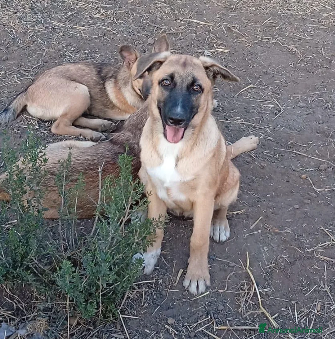 Meticcio cani in regalo: PUCCI, cucciolona tg medio-grande da adottare a Provincia di Padova - Annuncio 2