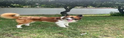 Meticcio cani in regalo: CHARLIE BORDER COLLIE - Annuncio 13