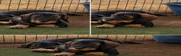 Bassotto cani in vendita: Cuccioli di bassotto a pelo duro - Annuncio 7