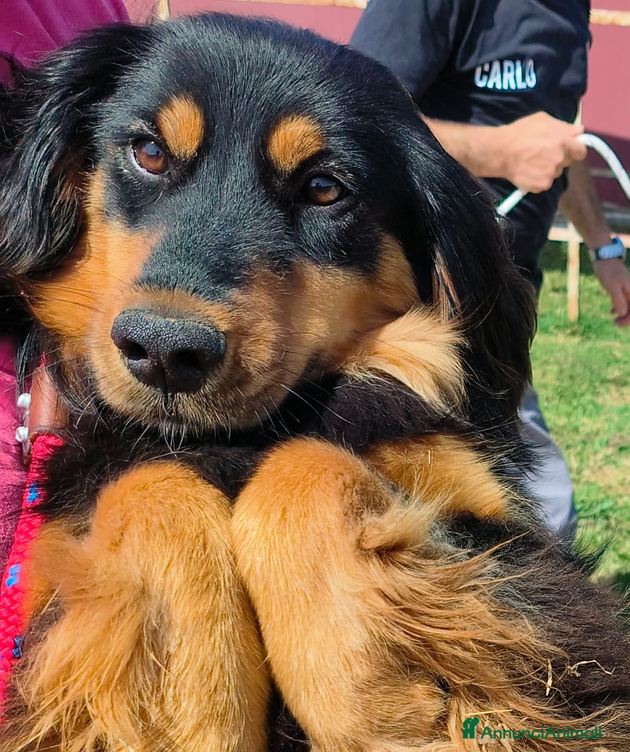 Meticcio cani  Follia 🧡timida simil bassotto - Annuncio 35