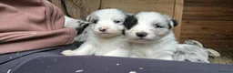Border Collie cani in vendita: Vendo - Annuncio 6