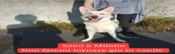 Meticcio cani in regalo: 2anni kg18 URGENTE MILANO RISCHIA DI TORNARE GIÙ!! a Città Metropolitana di Milano - Annuncio 1