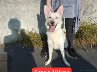 Meticcio cani 2anni kg18 URGENTE MILANO RISCHIA DI TORNARE GIÙ!! a Città Metropolitana di Milano - Annuncio 27