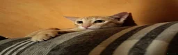 Meticcio gatti in regalo: 3 mesi, abituato in casa  - Annuncio 12