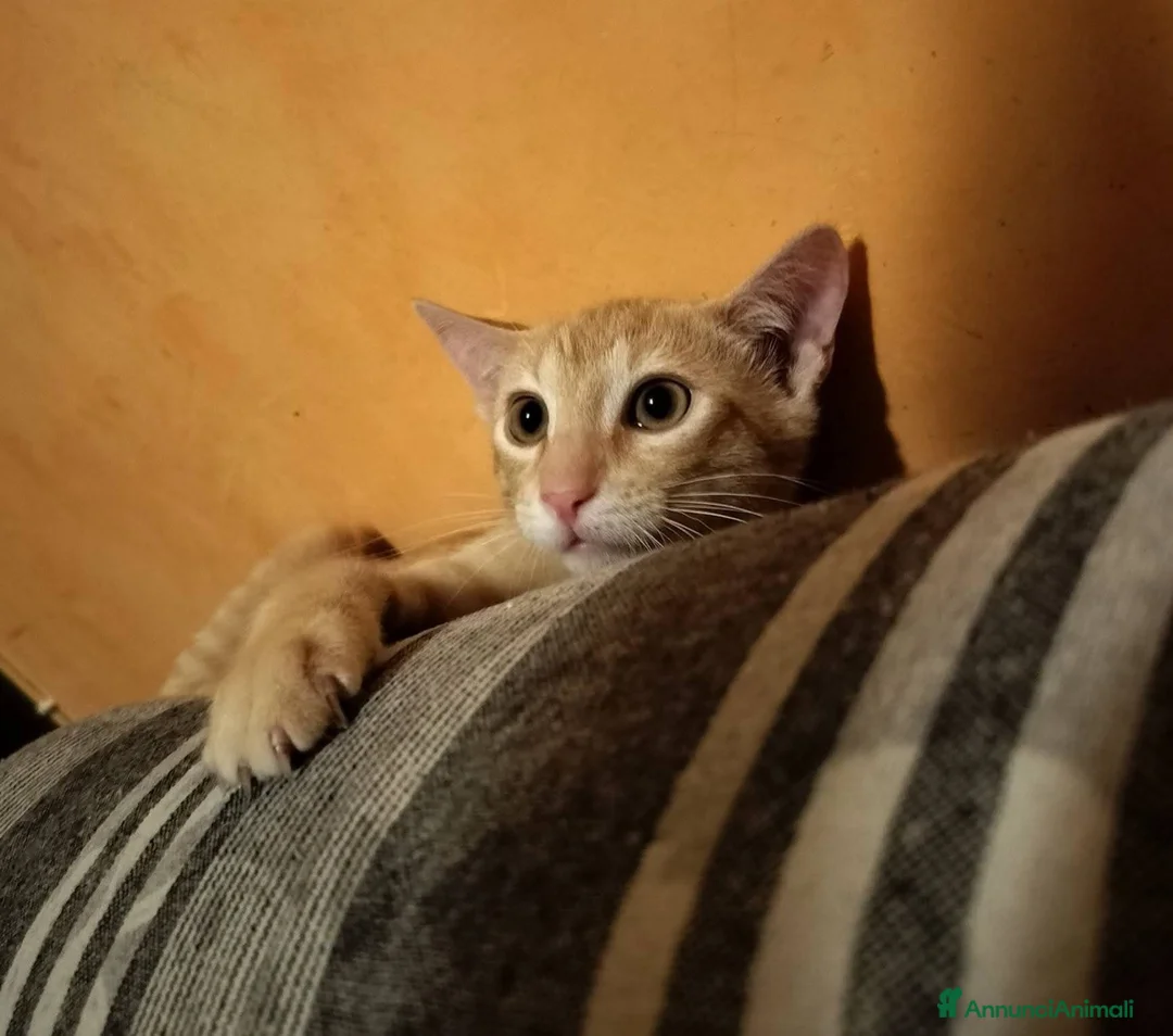 Meticcio gatti in regalo: 3 mesi, abituato in casa  - Annuncio 12