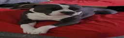 American Staffordshire cani per accoppiamento: Cerco Amstaff femmina per accoppiamento a Provincia di Modena - Annuncio 3