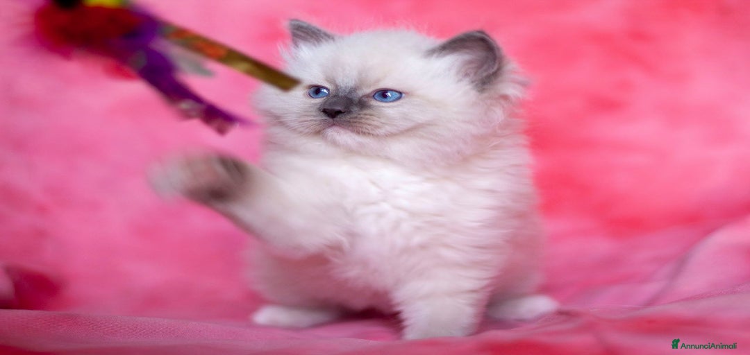 Immagine della galleria {{count}}