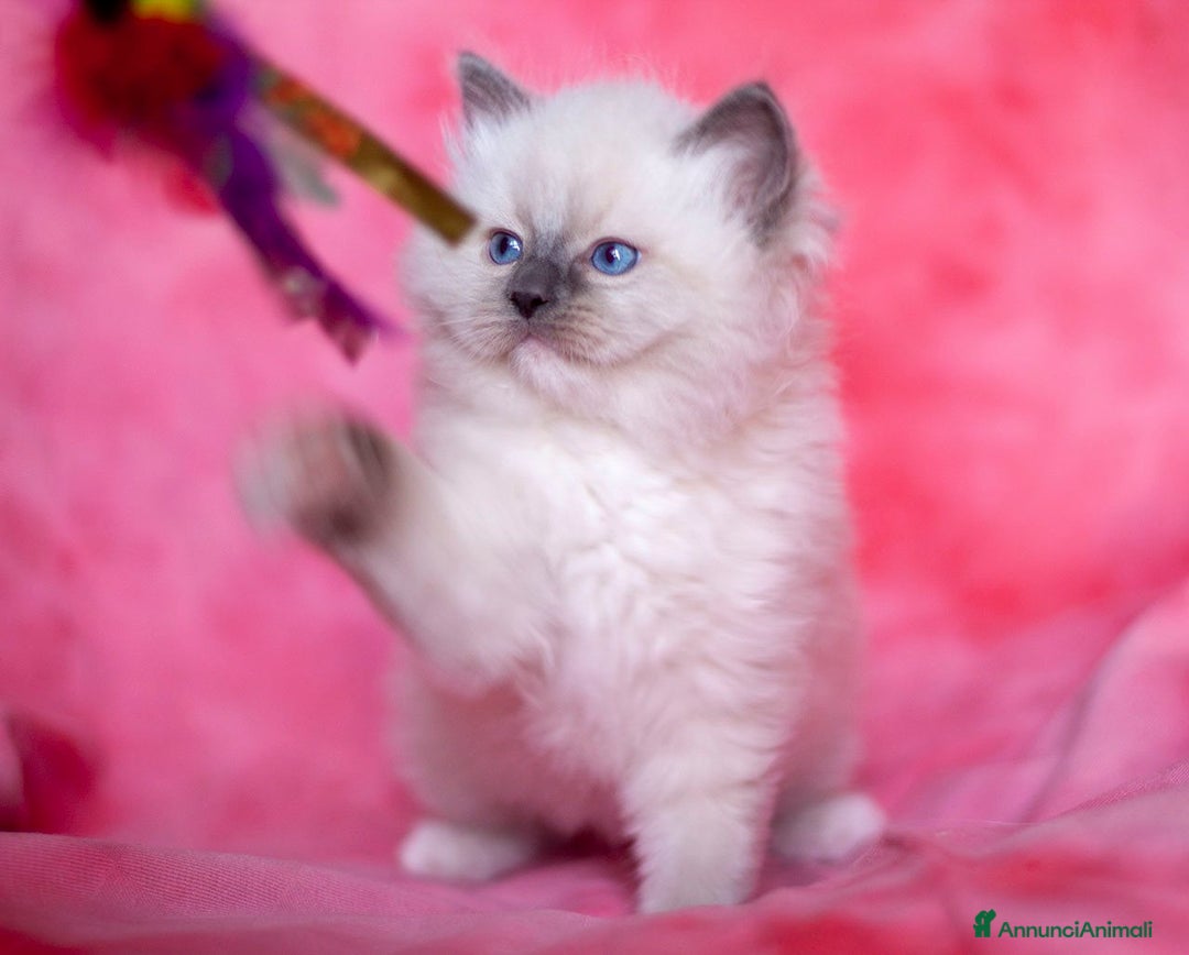 Immagine della galleria {{count}}